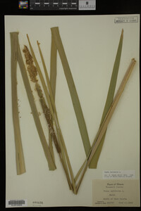 Typha latifolia image