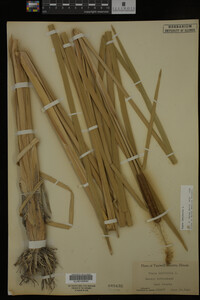 Typha latifolia image