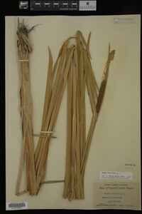 Typha latifolia image