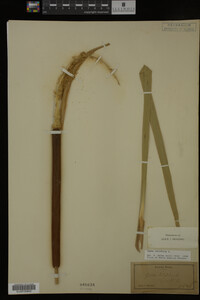 Typha latifolia image