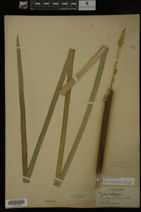 Typha latifolia image