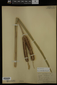 Typha latifolia image
