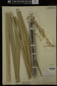 Typha latifolia image