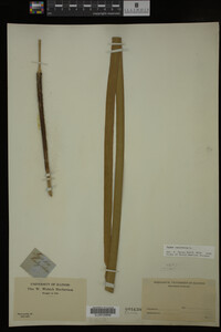 Typha latifolia image