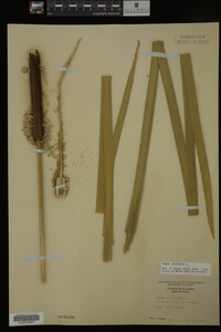 Typha latifolia image