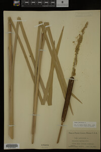 Typha latifolia image