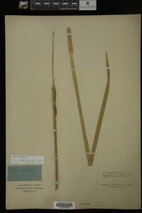 Typha latifolia image