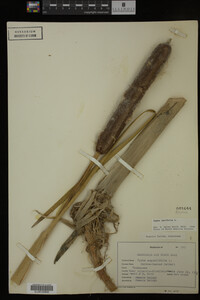 Typha latifolia image