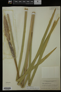 Typha latifolia image