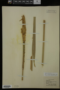 Typha latifolia image