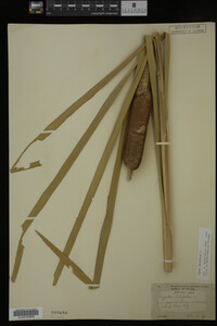 Typha latifolia image