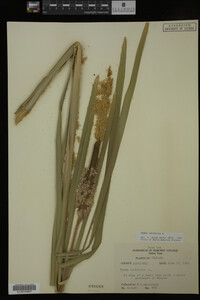 Typha latifolia image
