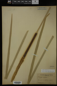 Typha latifolia image