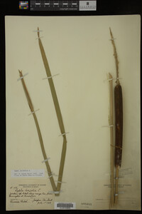 Typha latifolia image