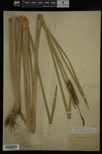 Typha latifolia image