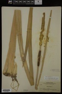 Typha latifolia image