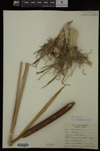 Typha latifolia image