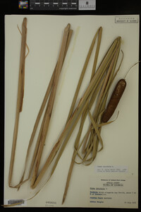 Typha latifolia image