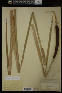 Typha latifolia image