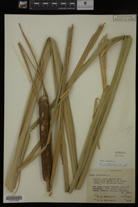 Typha latifolia image