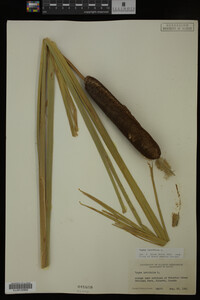 Typha latifolia image