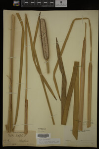 Typha latifolia image