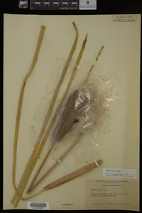 Typha latifolia image