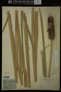 Typha latifolia image
