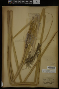 Typha latifolia image
