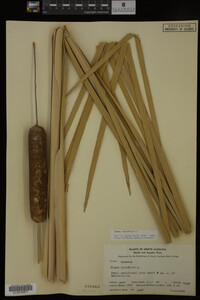 Typha latifolia image
