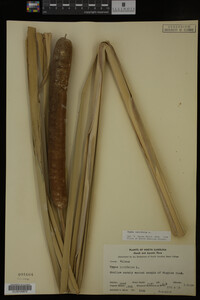 Typha latifolia image