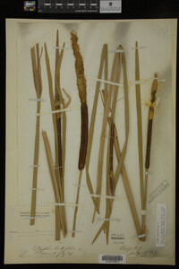 Typha latifolia image