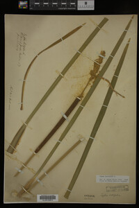 Typha latifolia image