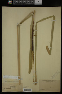 Typha latifolia image