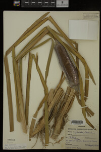 Typha latifolia image