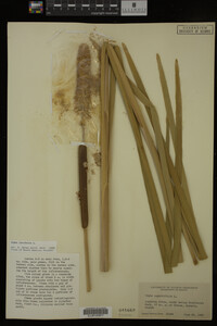 Typha latifolia image