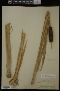 Typha latifolia image