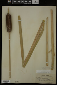 Typha latifolia image