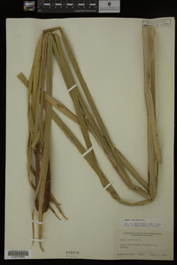Typha latifolia image