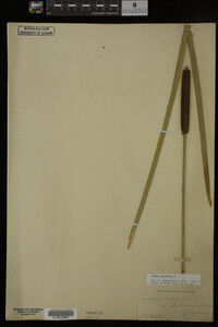 Typha latifolia image