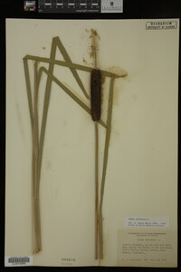 Typha latifolia image