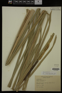 Typha latifolia image