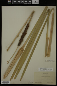 Typha latifolia image