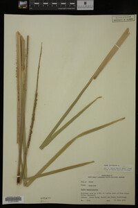 Typha latifolia image