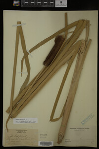 Typha latifolia image
