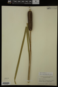 Typha latifolia image