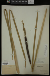 Typha latifolia image
