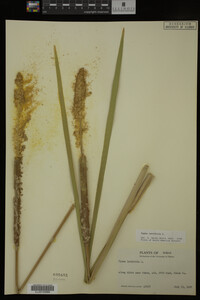 Typha latifolia image