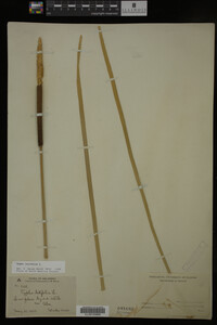 Typha latifolia image