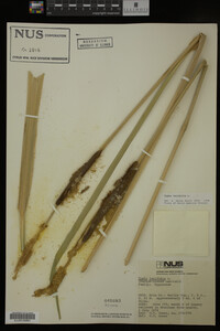 Typha latifolia image